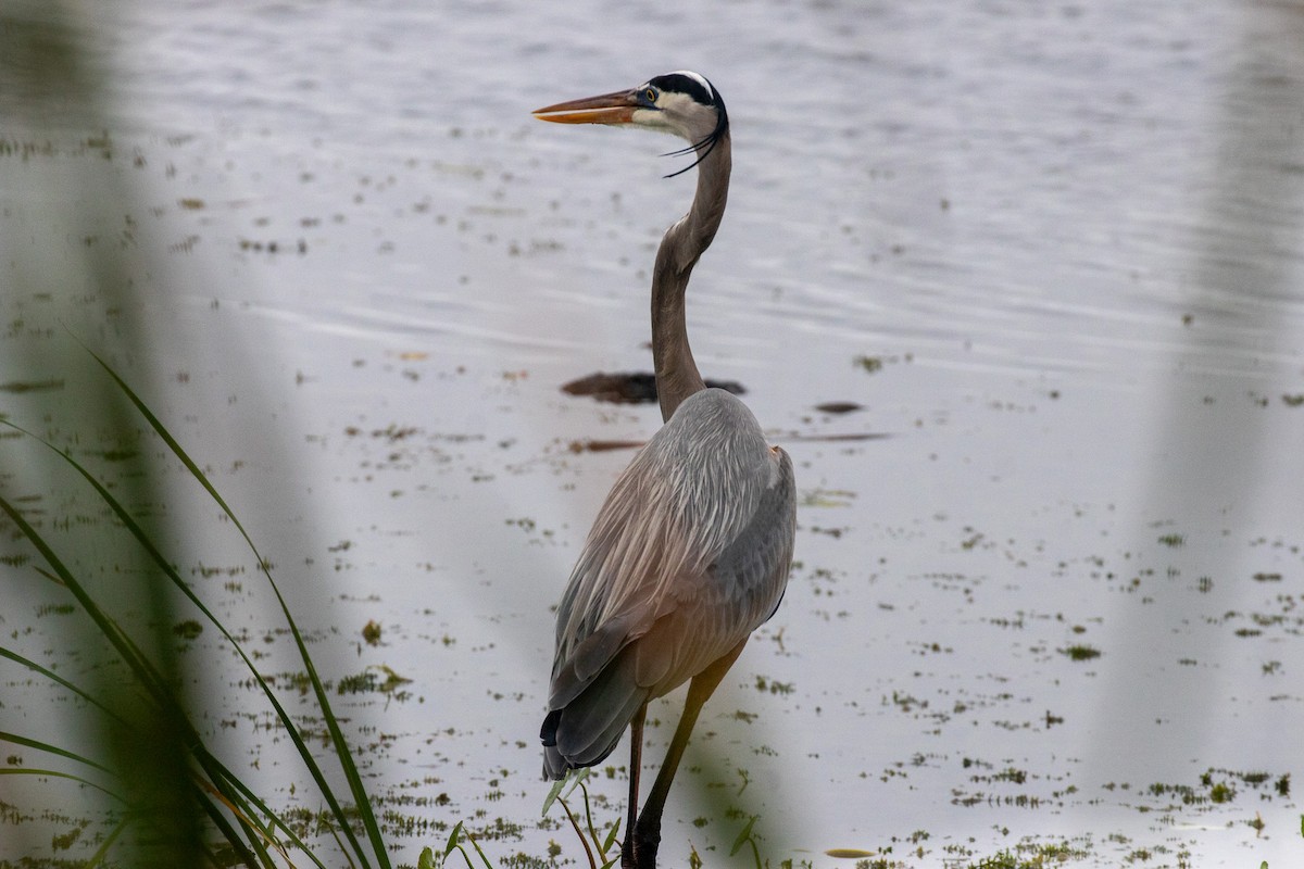 Great Blue Heron - ML646533480