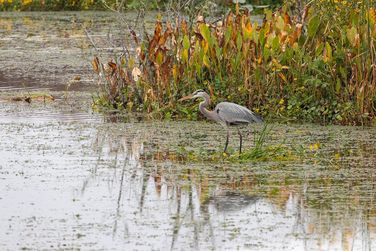 Great Blue Heron - ML646533481