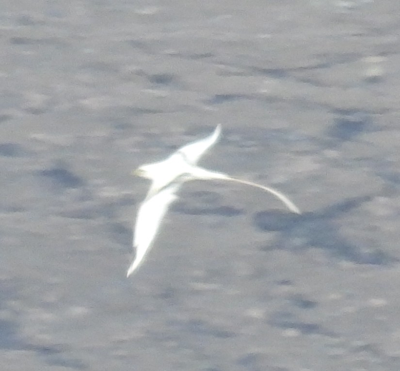 White-tailed Tropicbird (Pacific) - ML646533483