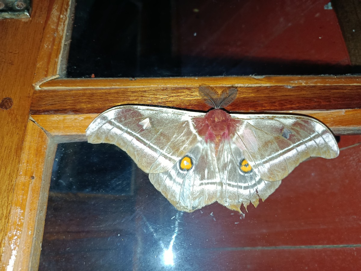 Madagascan emperor moth - ML646533484