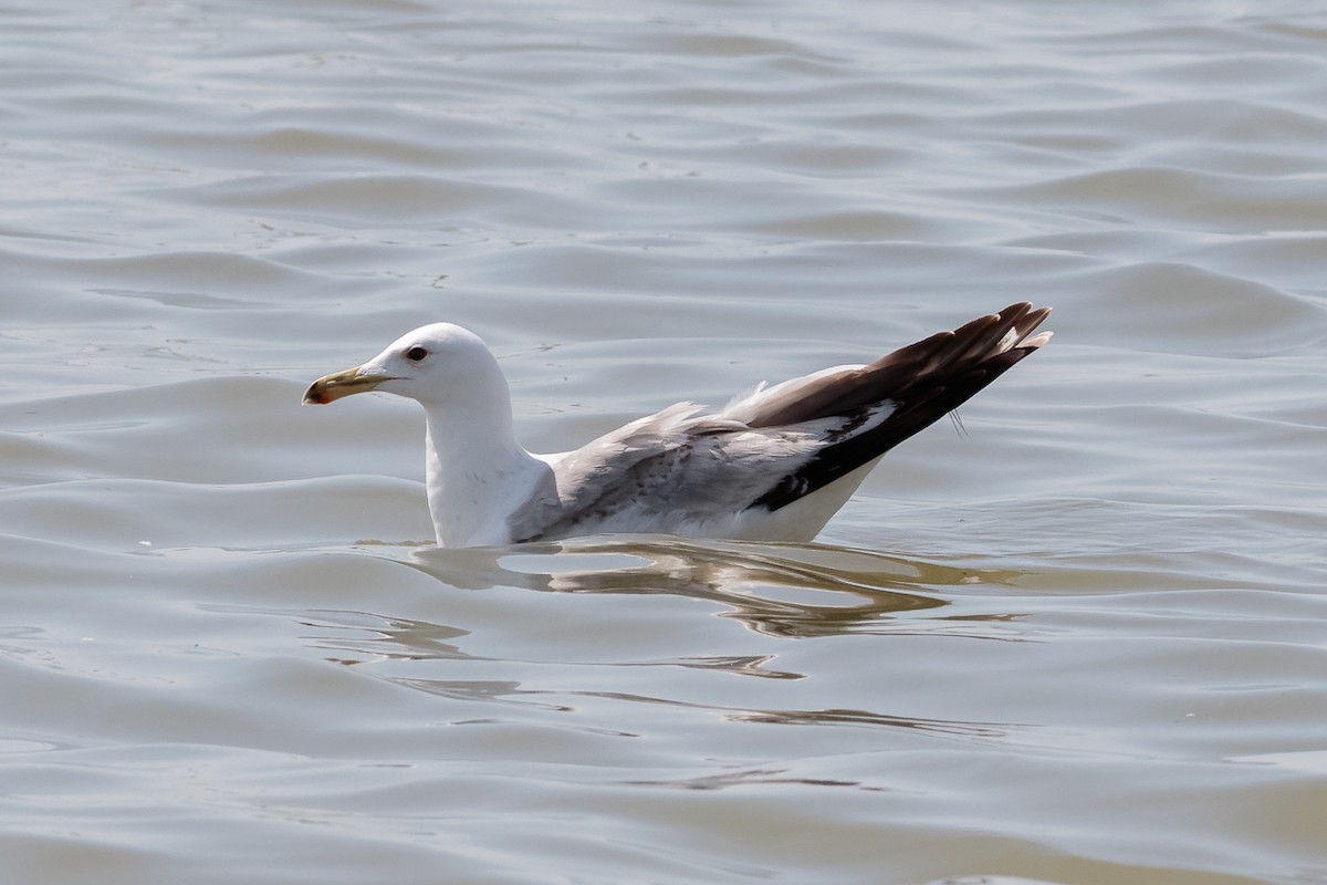 Хохотунья - ML646533486