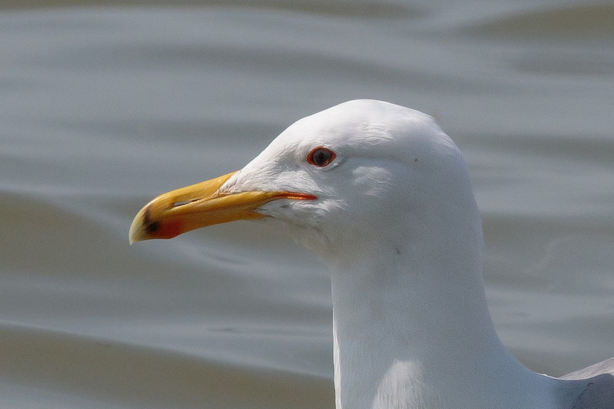 Хохотунья - ML646533487