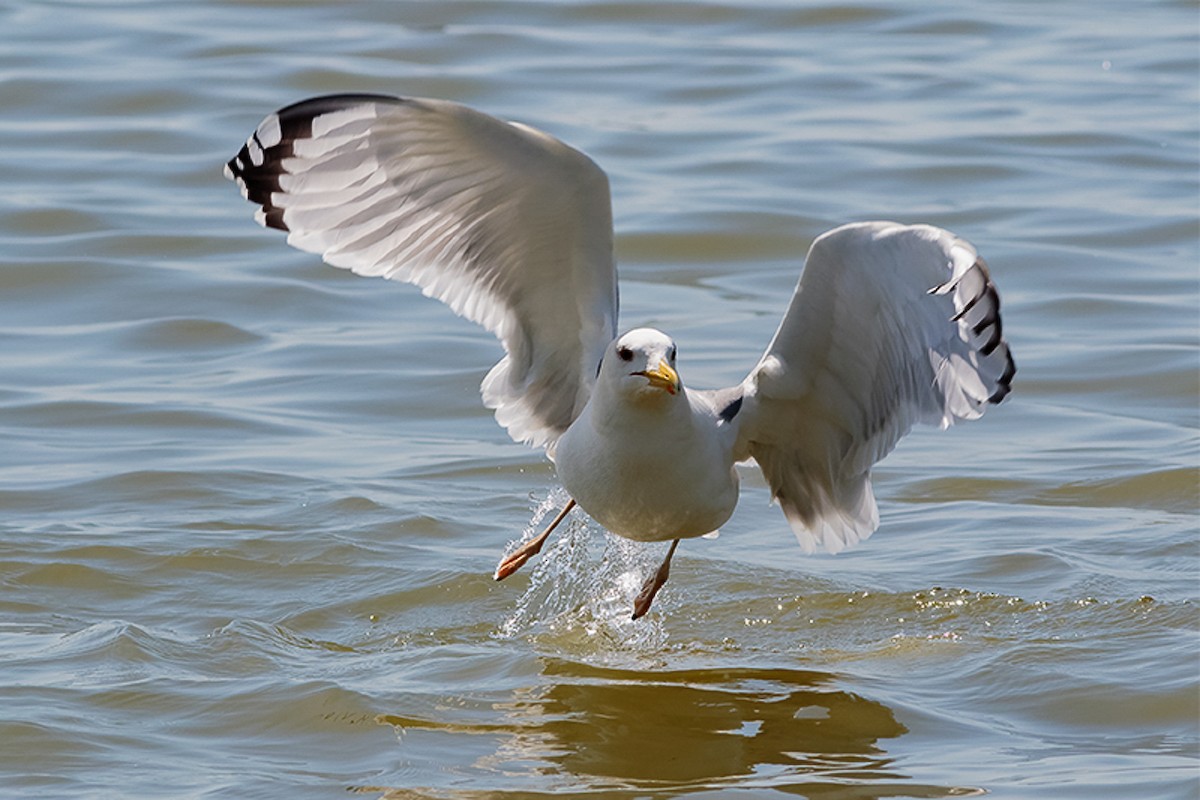 Хохотунья - ML646533488