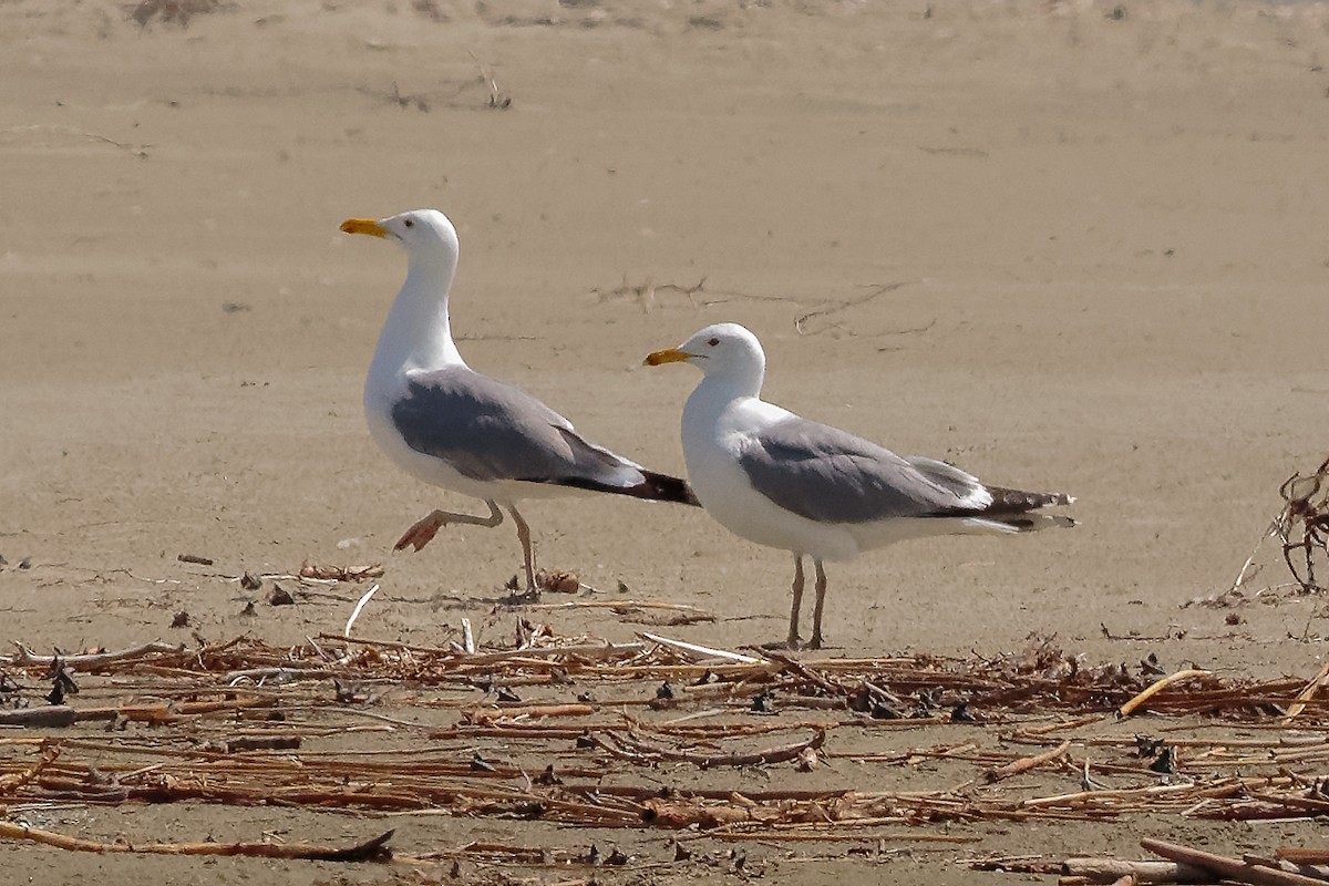 Хохотунья - ML646533490