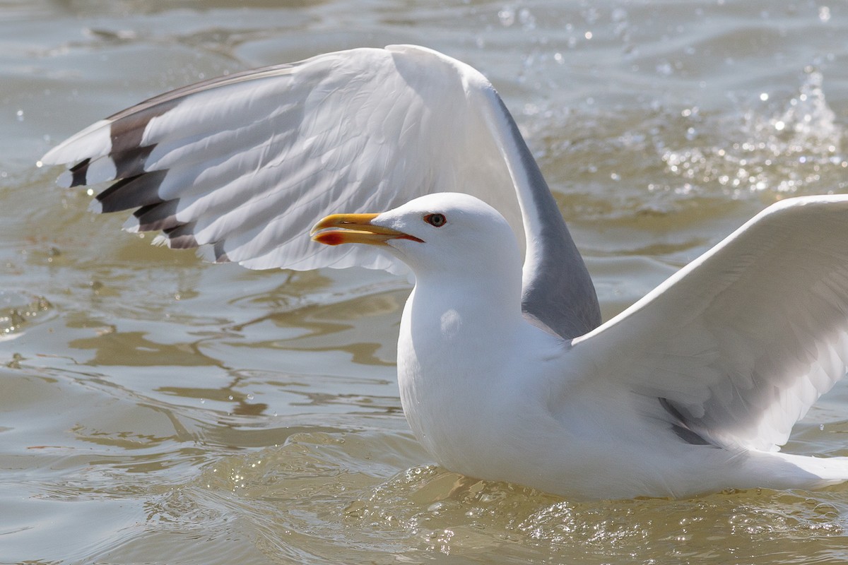 Хохотунья - ML646533491