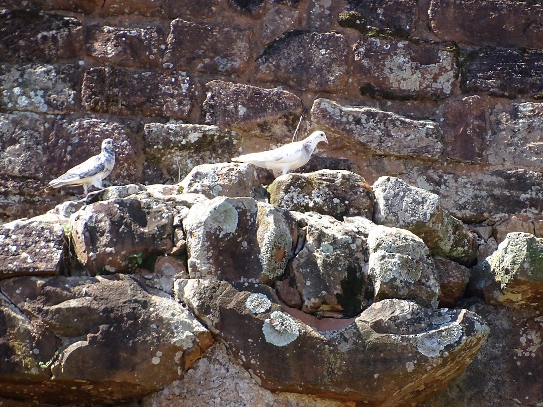 Rock Pigeon (Feral Pigeon) - ML646533497