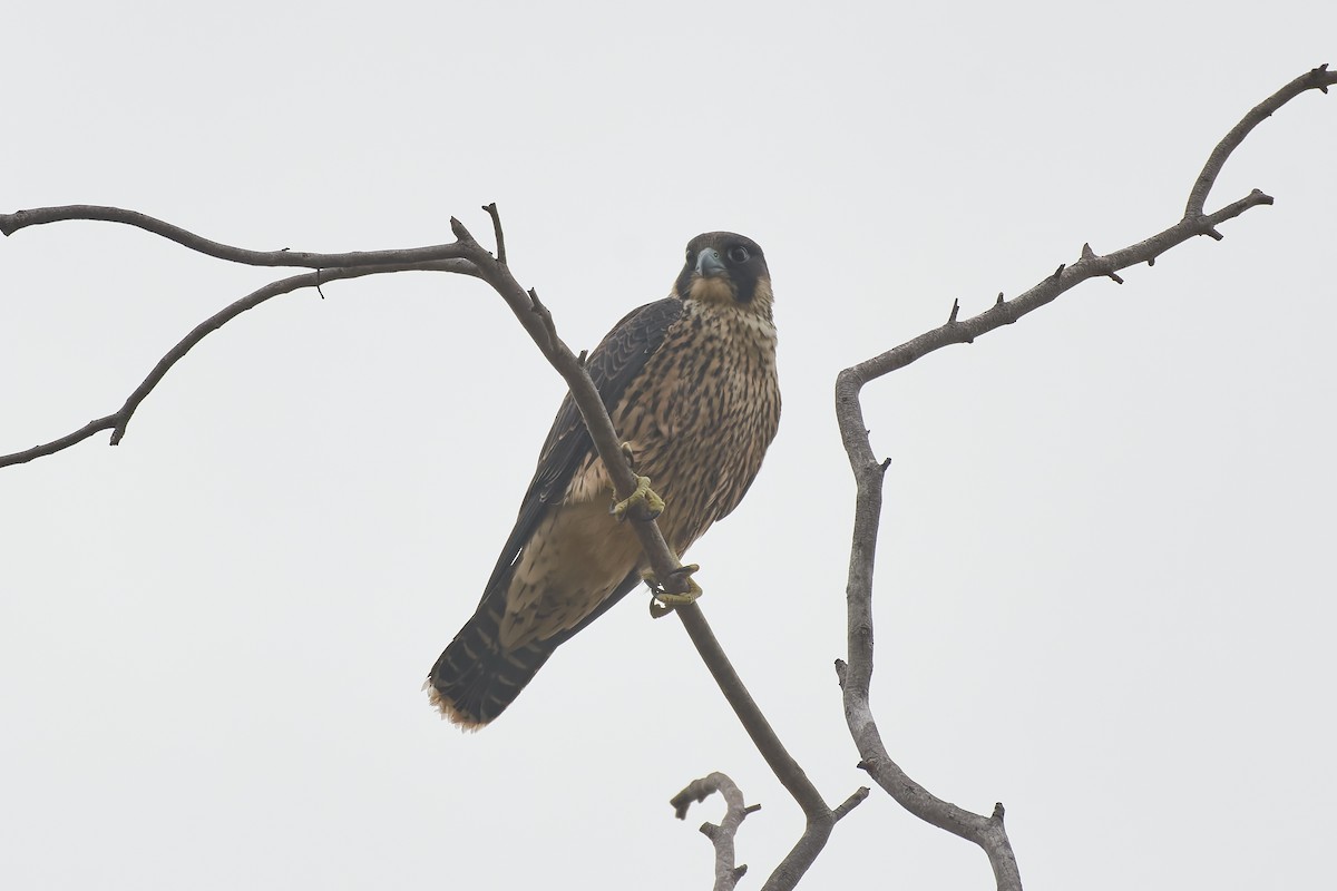 Peregrine Falcon - ML646533498