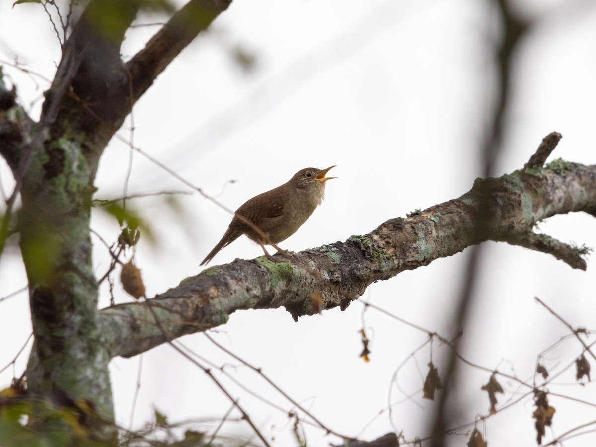 Northern House Wren - ML646533501