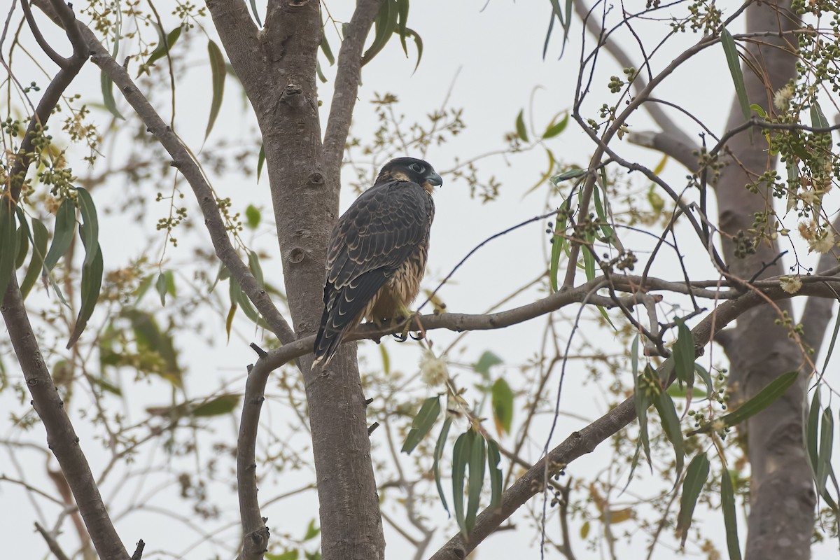 Peregrine Falcon - ML646533502