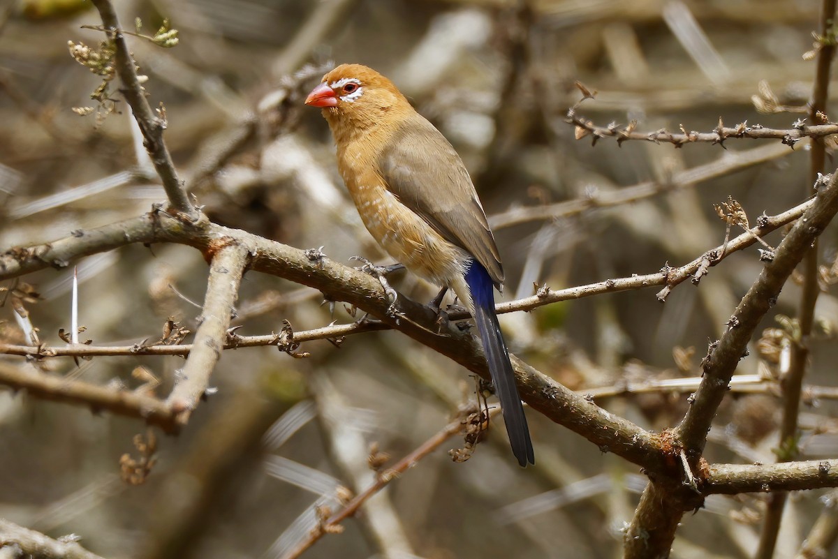 Purple Grenadier - ML646533504