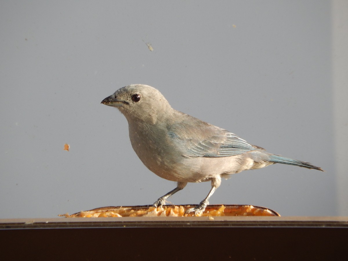Sayaca Tanager - ML646533509