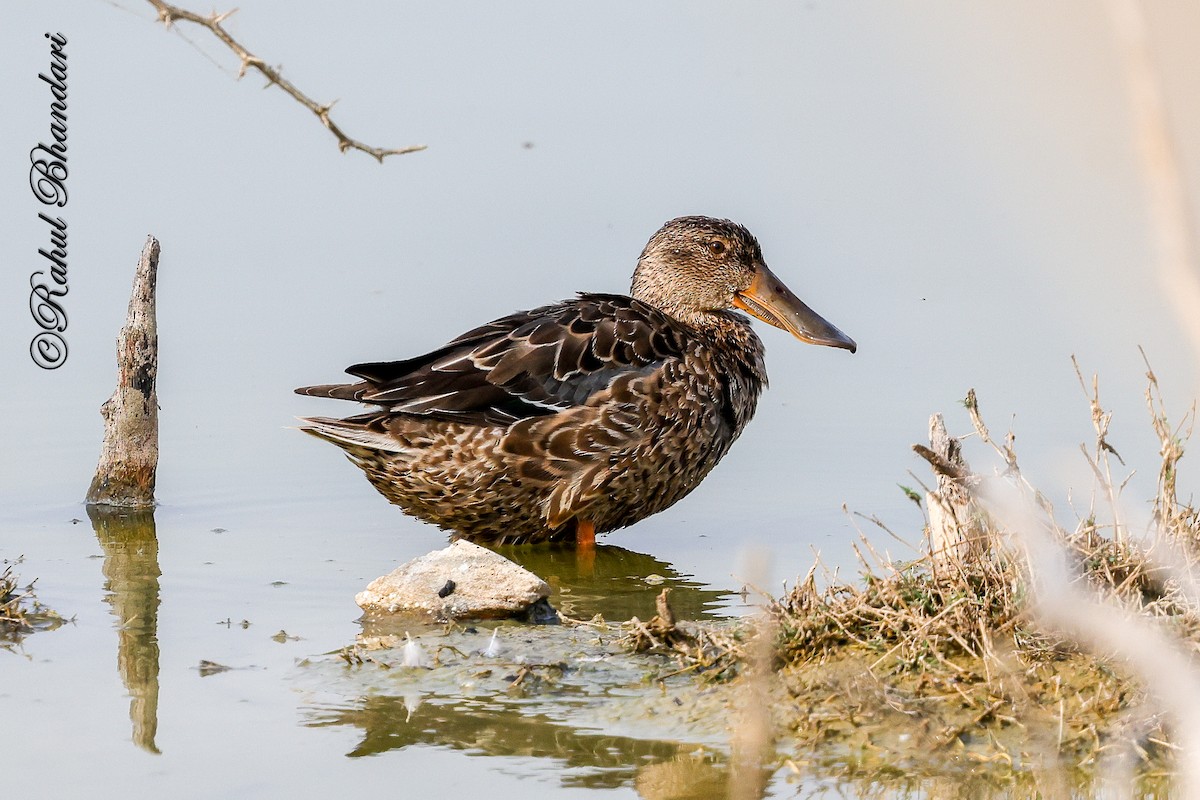Northern Shoveler - ML646533510
