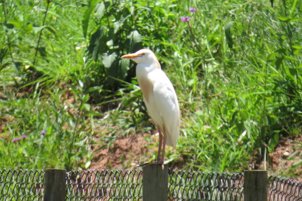 Египетская цапля - ML646533511