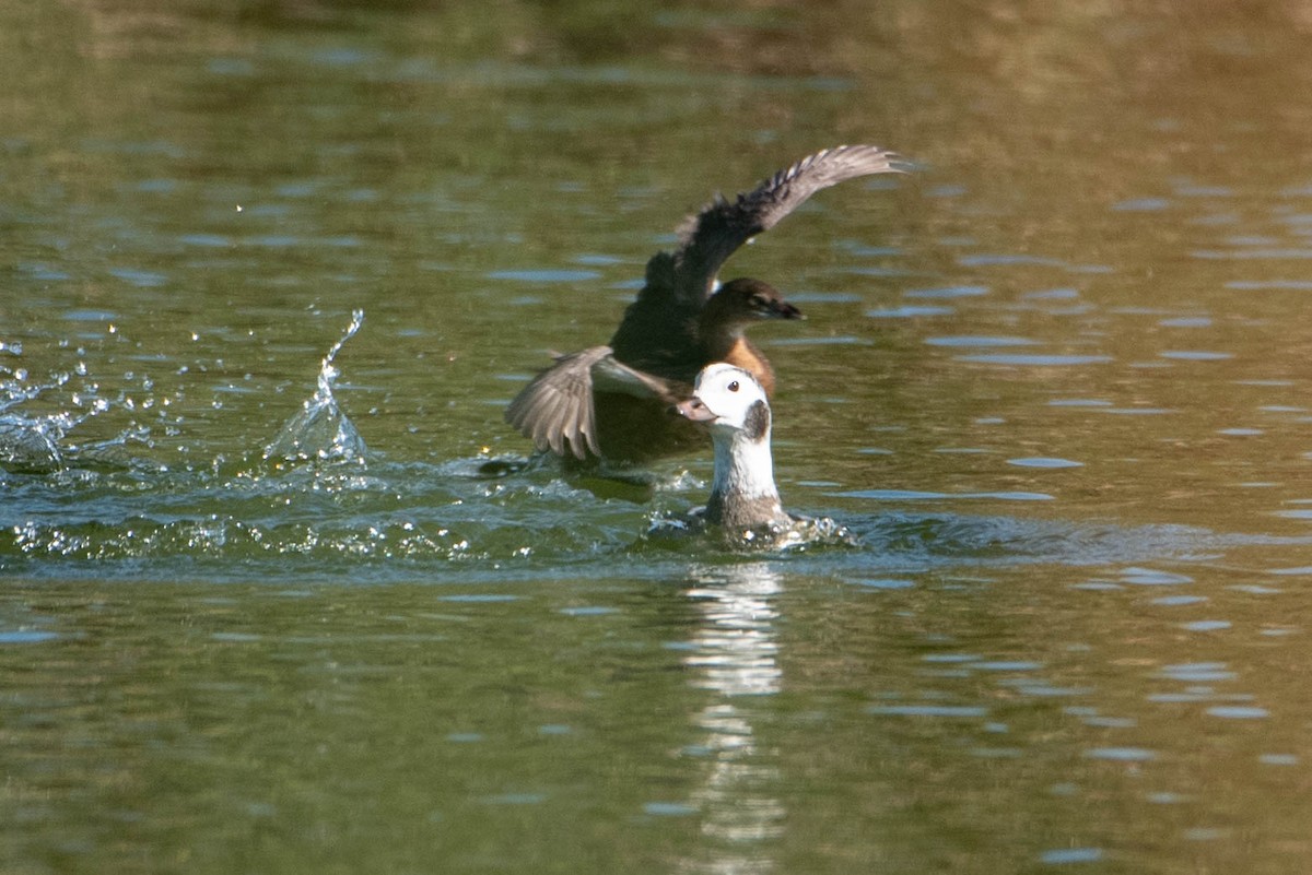 hoholka lední - ML646533517