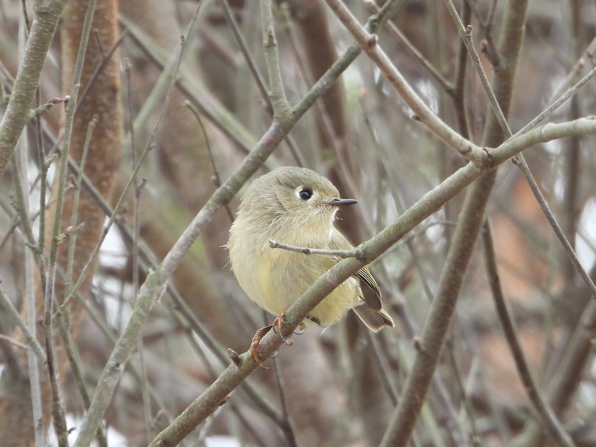 Ruby-crowned Kinglet - ML646533519