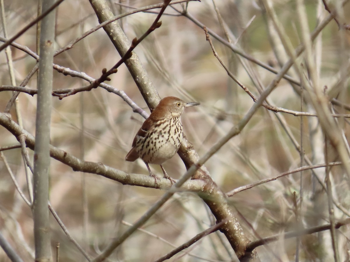 Kahverengi Çöpçü - ML646533520