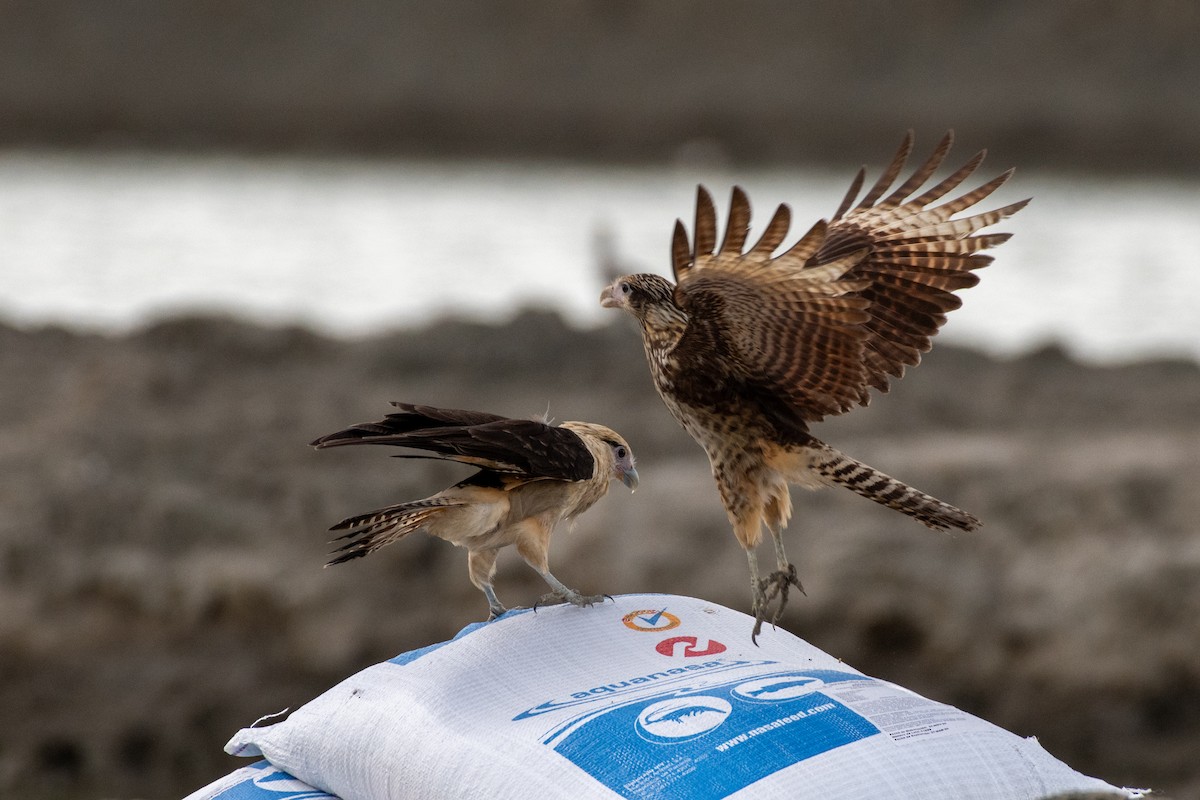 Yellow-headed Caracara - ML646533521