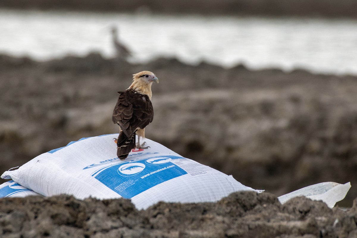 Yellow-headed Caracara - ML646533522
