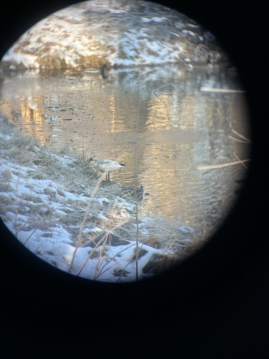 Snow Goose - ML646533523