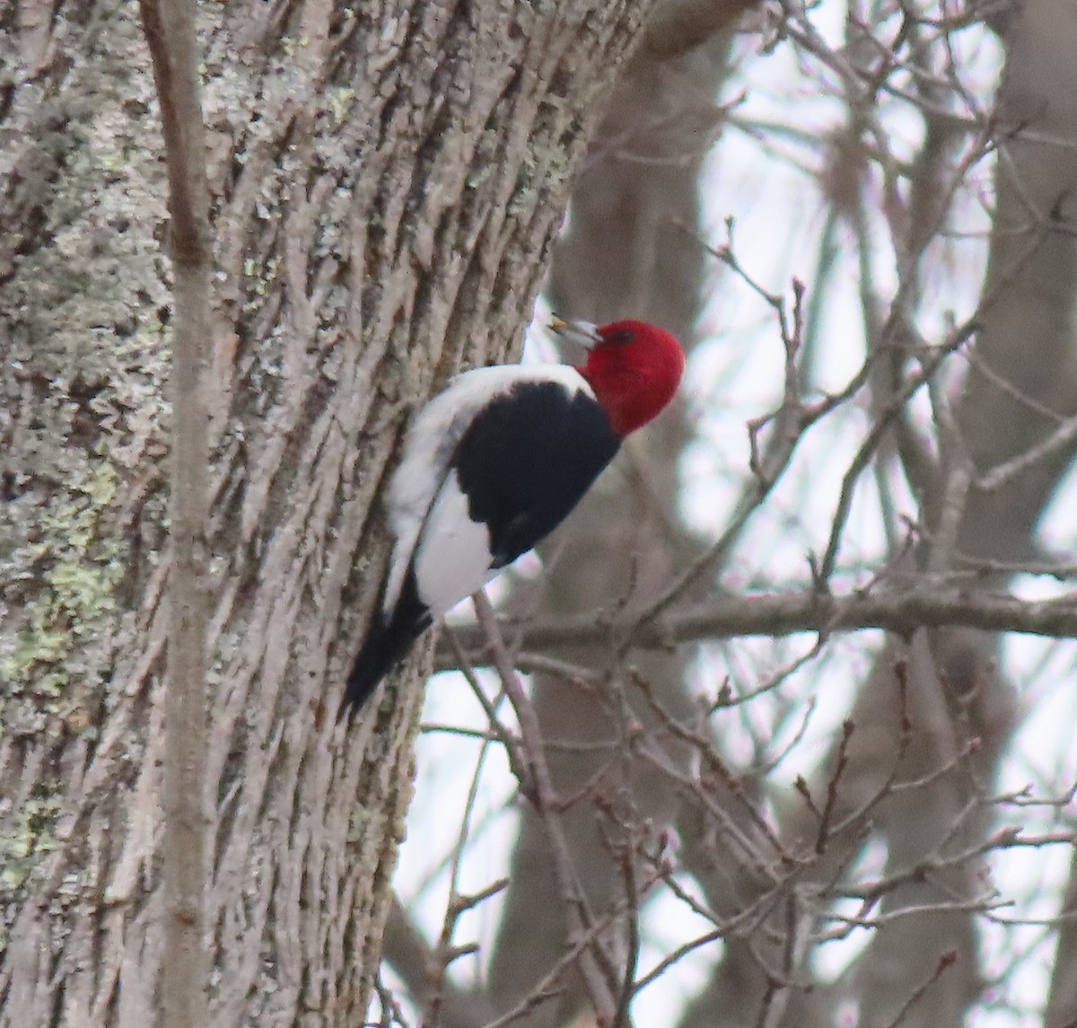 Kırmızı Başlı Ağaçkakan - ML646533524