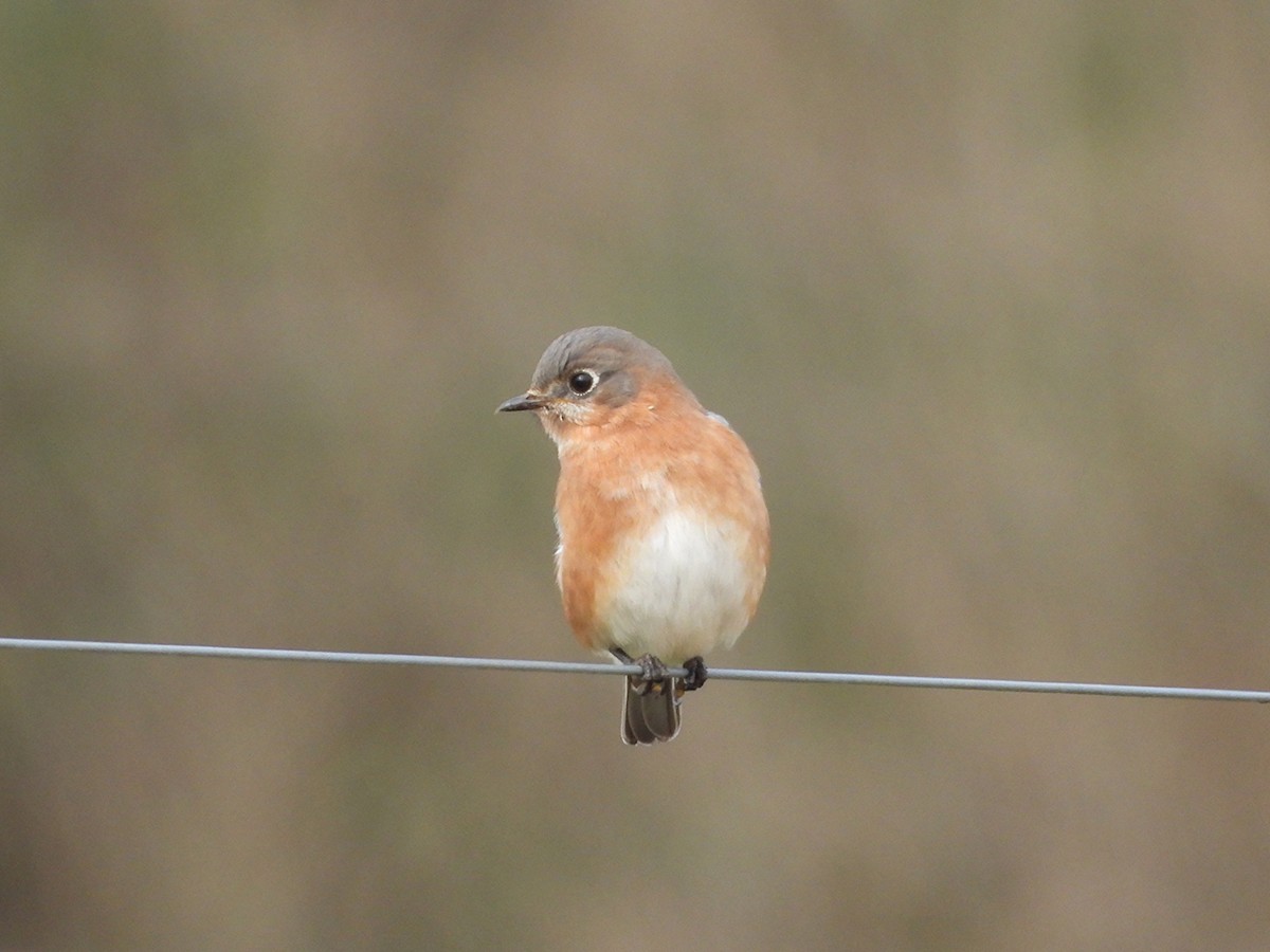 Eastern Bluebird - ML646533525