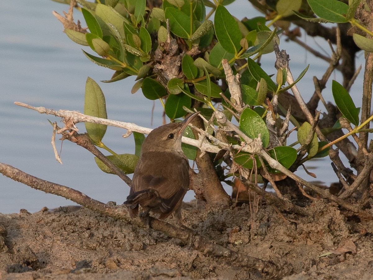 Clamorous Reed Warbler (Brown) - ML646533526