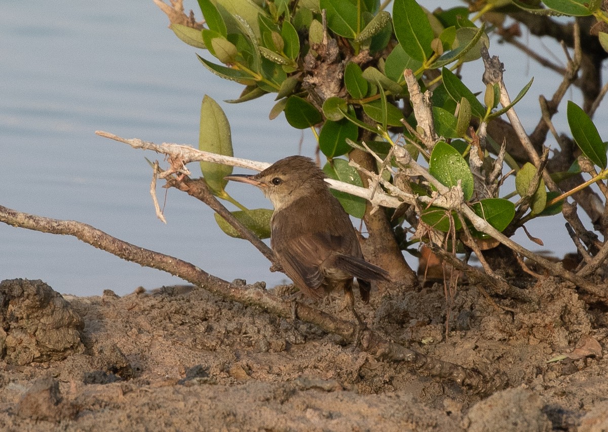 Clamorous Reed Warbler (Brown) - ML646533527