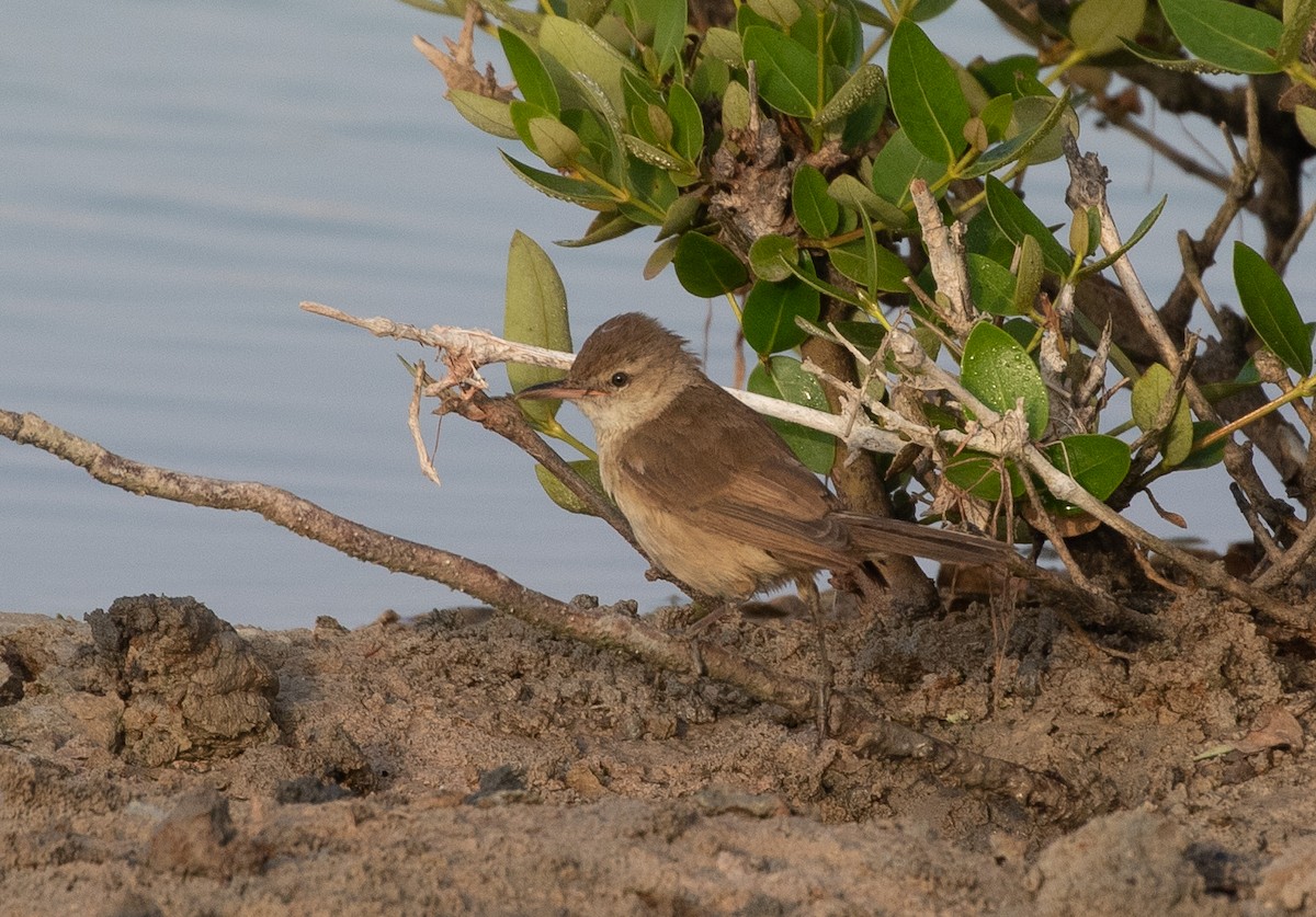 Clamorous Reed Warbler (Brown) - ML646533528