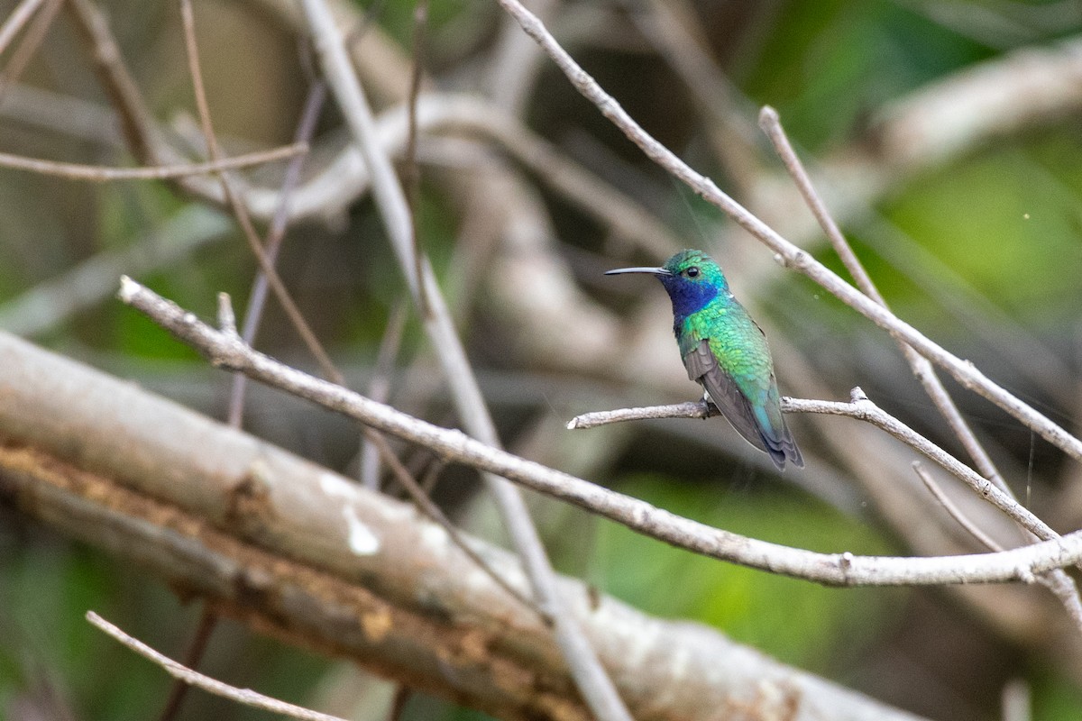 Sapphire-throated Hummingbird - ML646533532