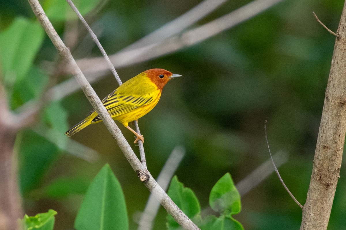 Mangrove Yellow Warbler - ML646533535