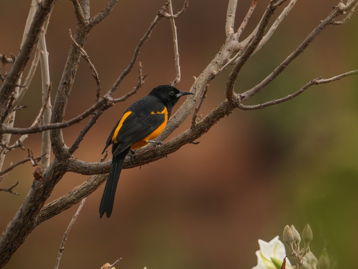 Black-vented Oriole - ML646533536