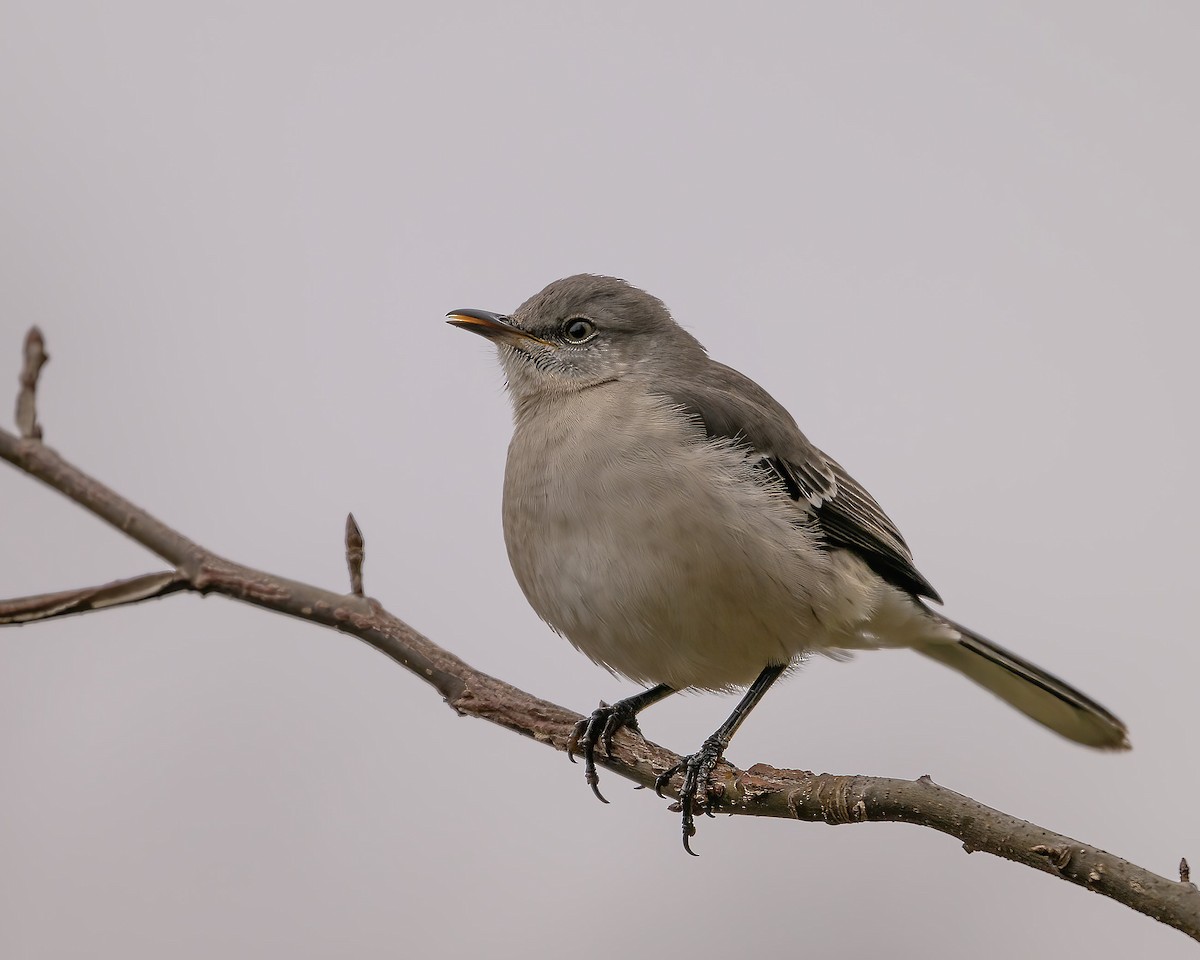 Northern Mockingbird - ML646533538