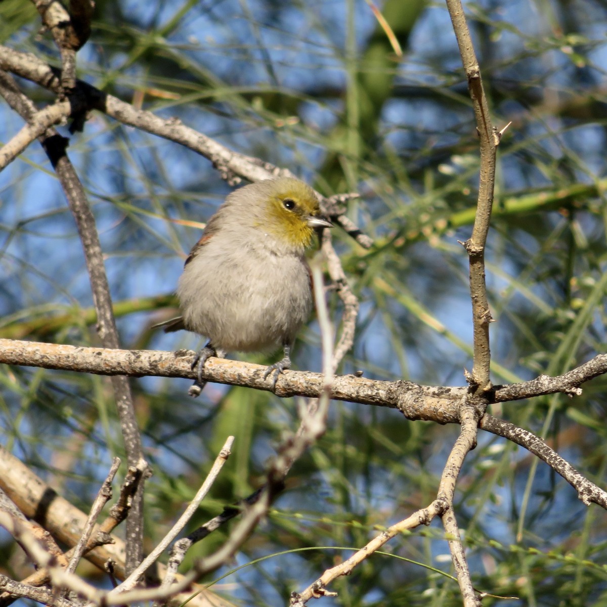 Verdin - ML646533541