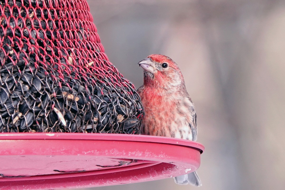 House Finch - ML646533542