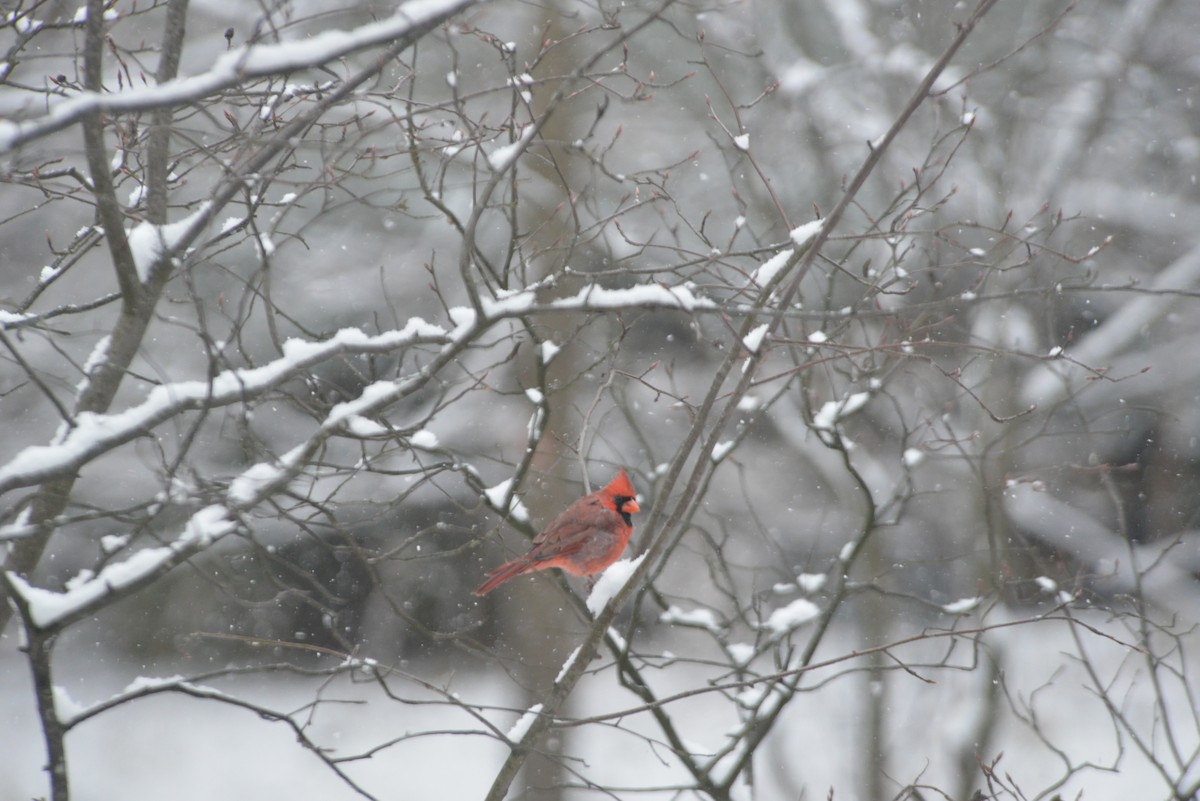 rødkardinal - ML646533545