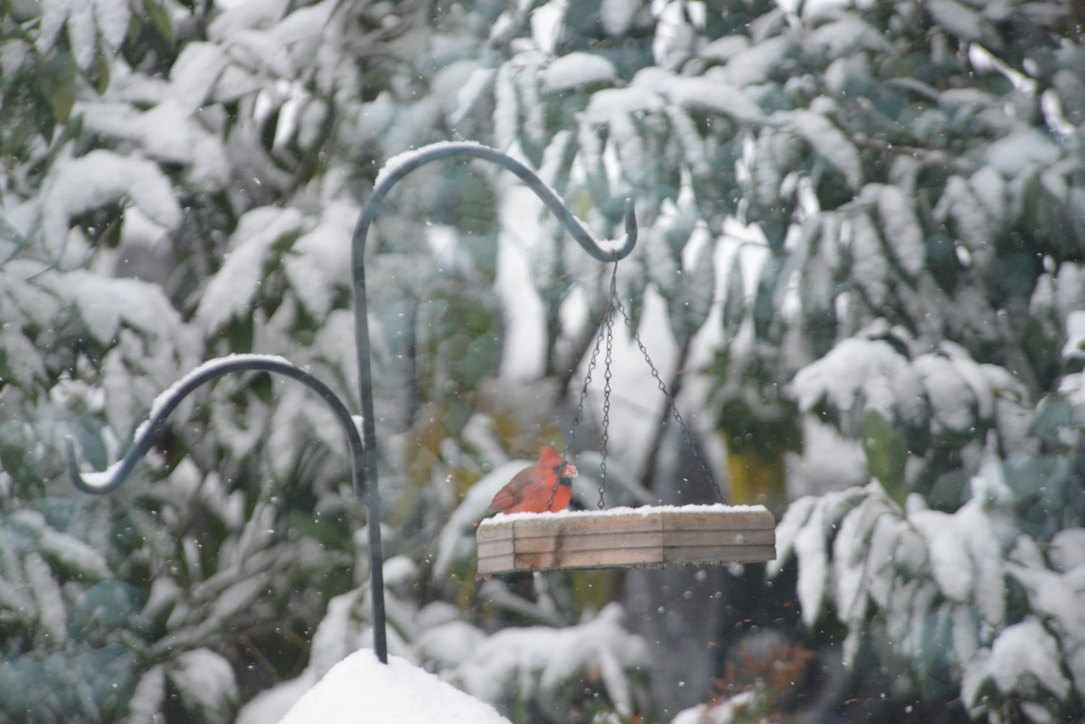 rødkardinal - ML646533546