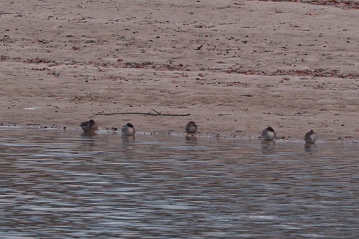 Green-winged Teal - ML646533547