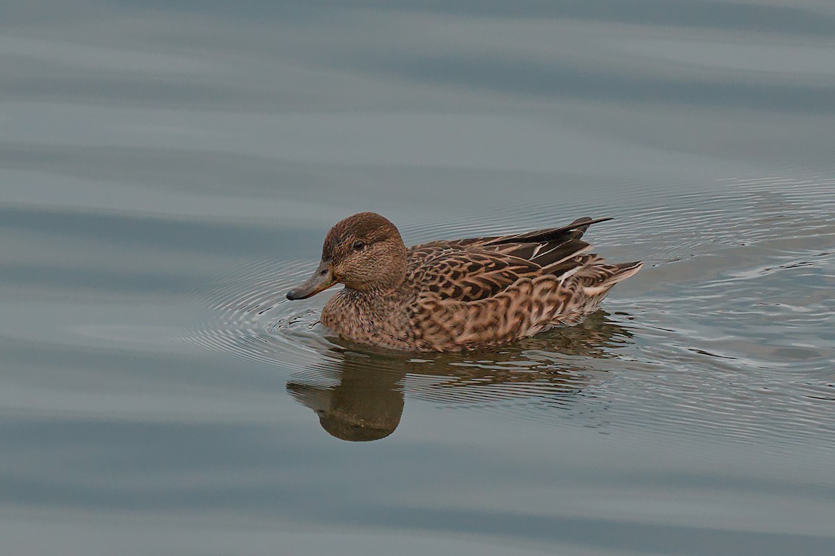 Green-winged Teal - ML646533548