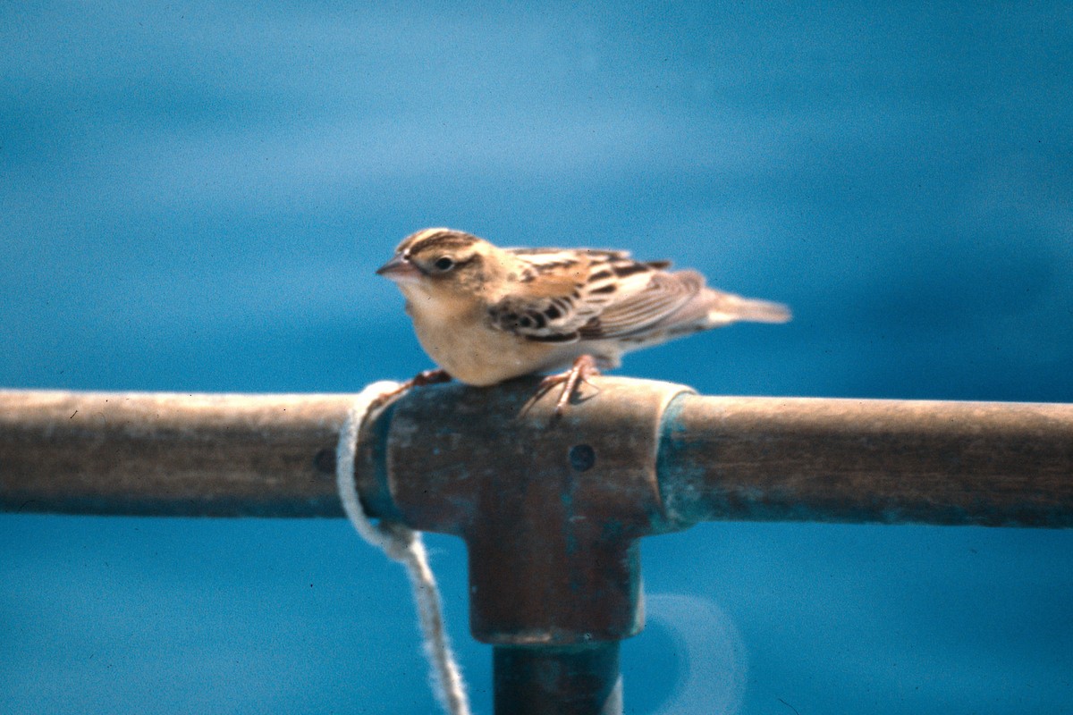 Боболинк - ML646533549