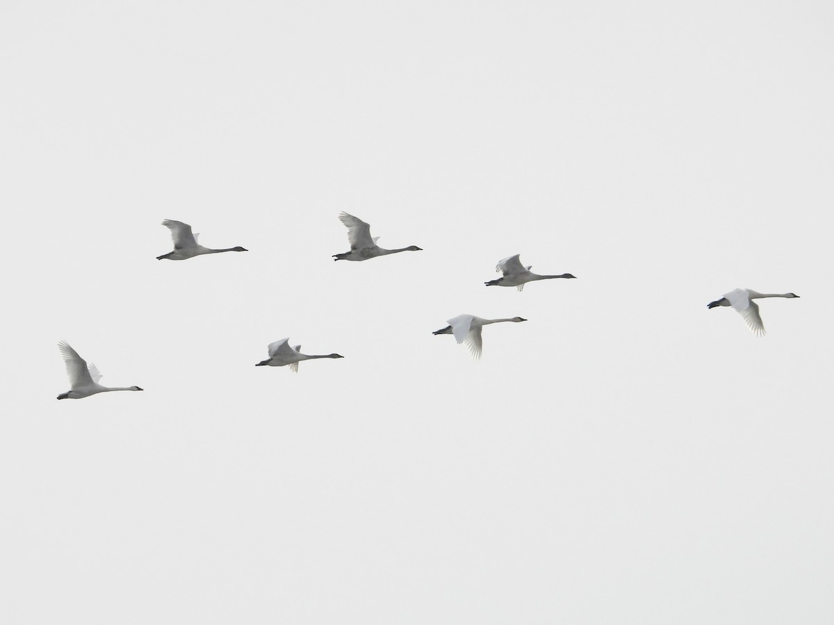 Borazancı Kuğu - ML646533555