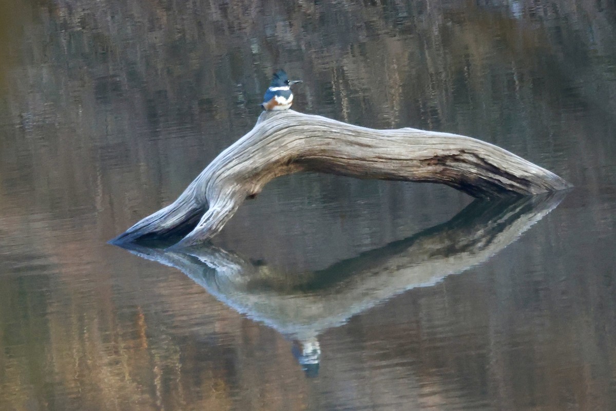 Belted Kingfisher - ML646533556