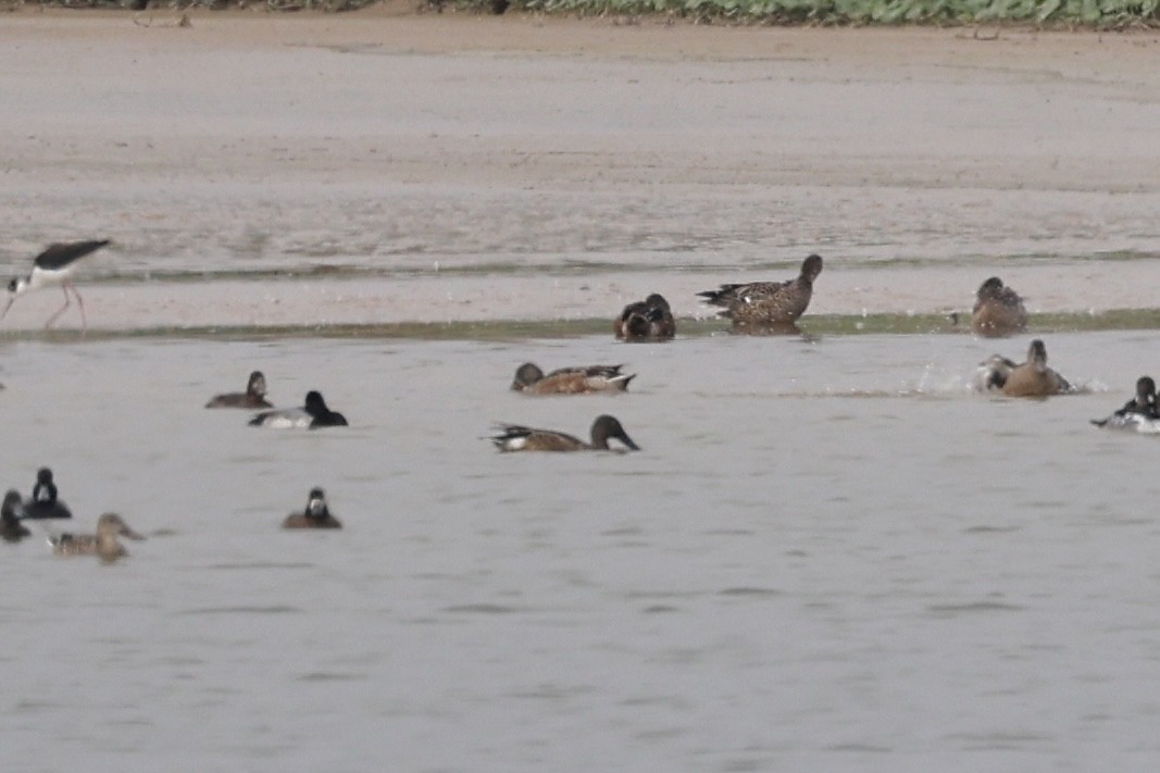 Mestolone - ML646533557