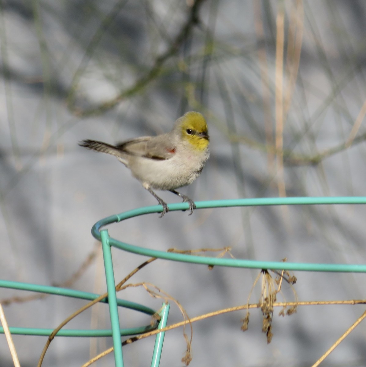 Verdin - ML646533563
