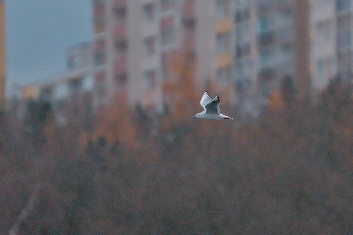 Black-headed Gull - ML646533564