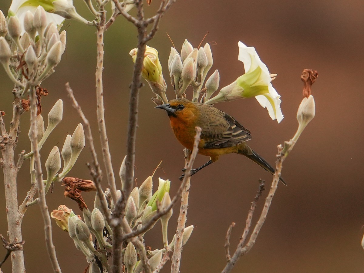 Streak-backed Oriole - ML646533566