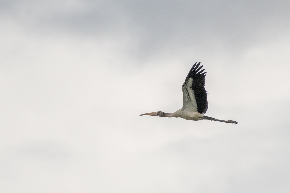 Waldstorch - ML646533567