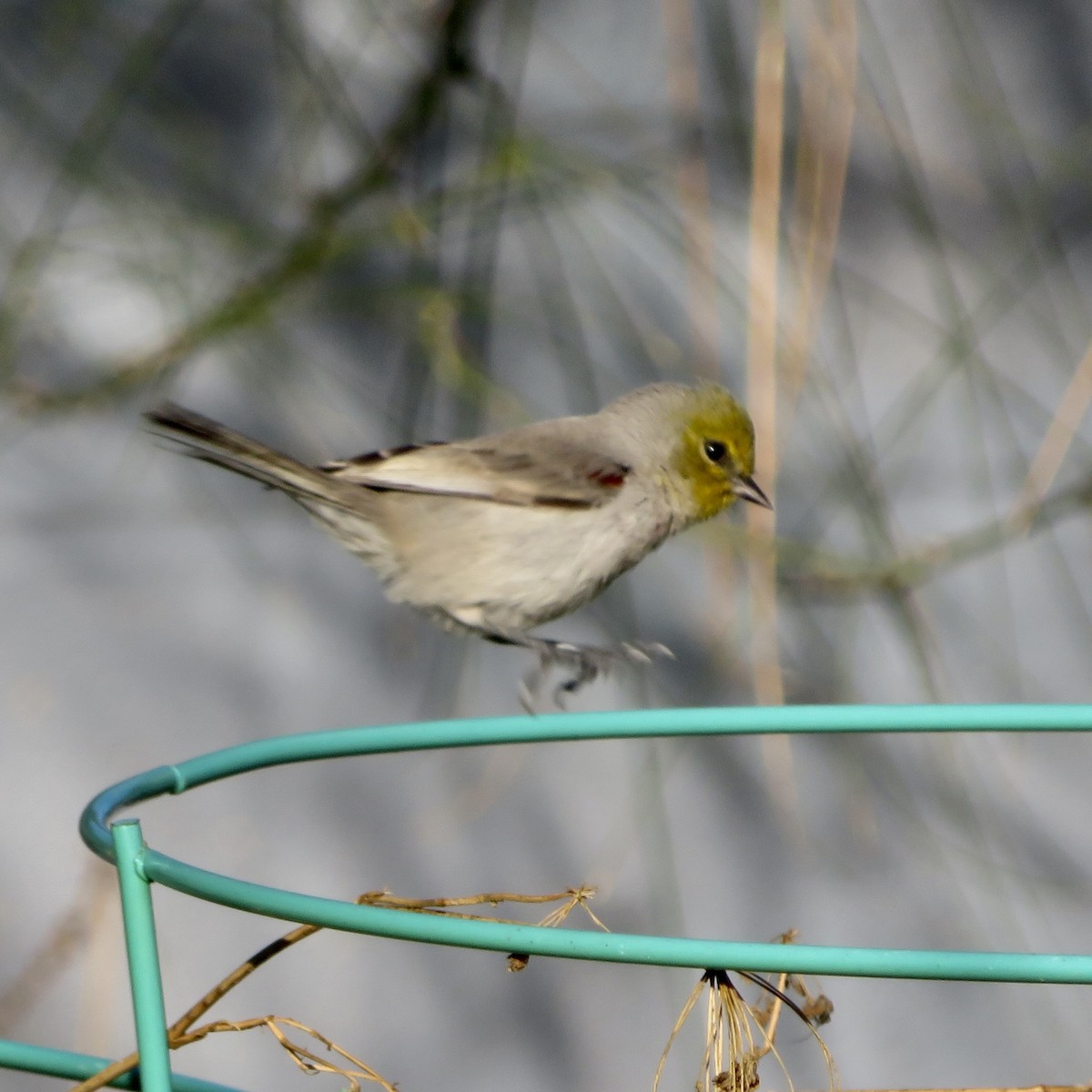 Verdin - ML646533570