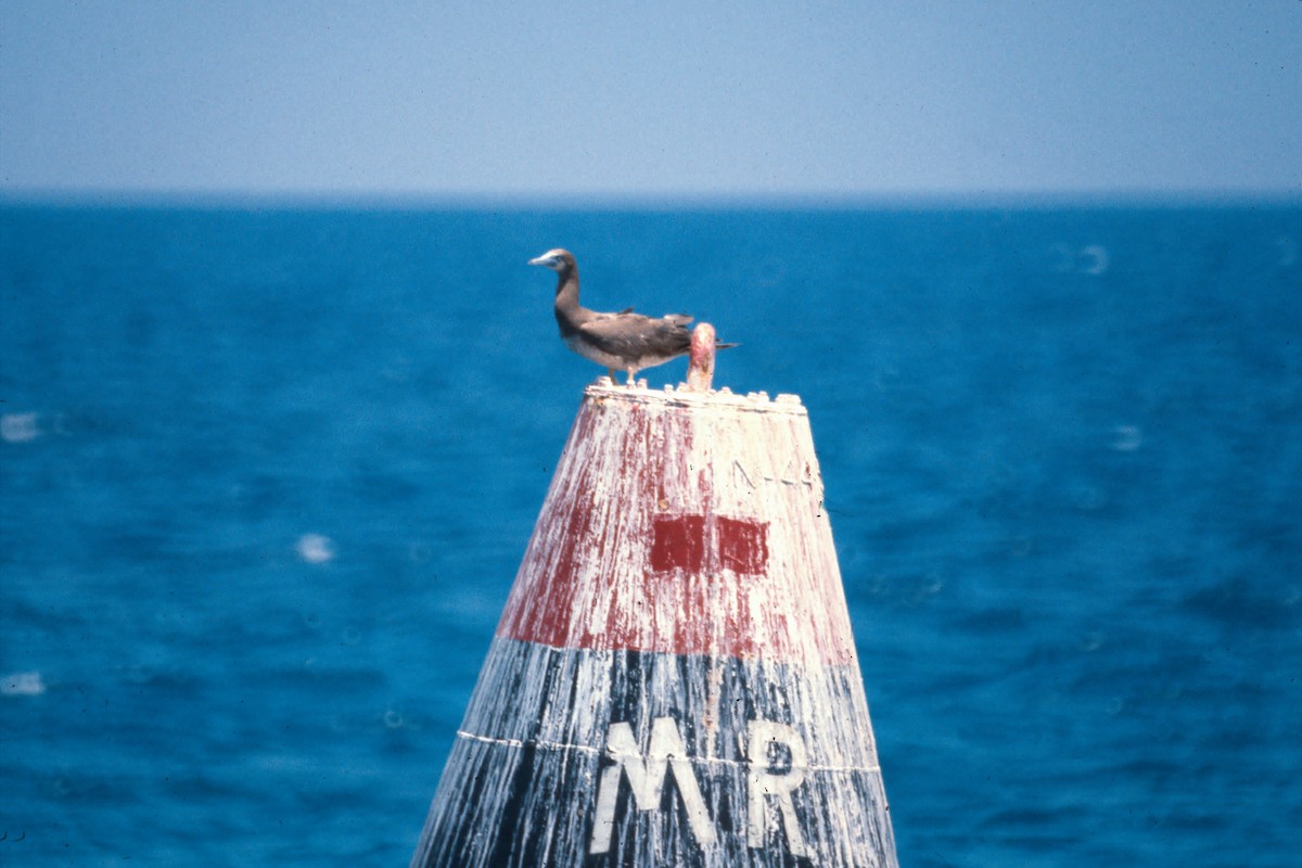 Brown Booby - ML646533571