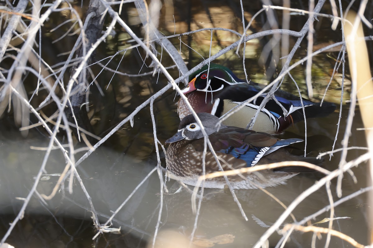 Canard branchu - ML646533573