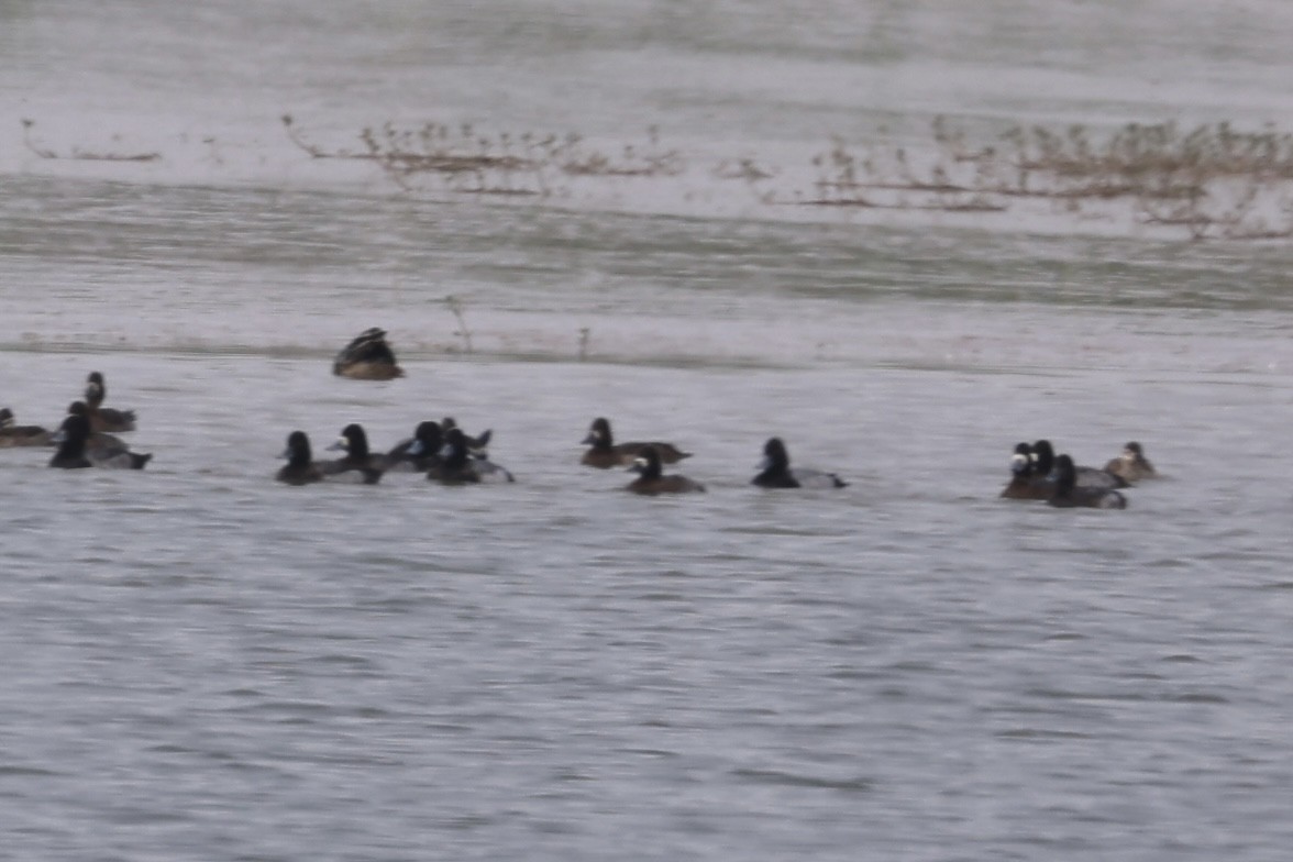 Lesser Scaup - ML646533575